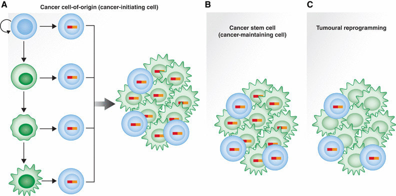 sự phát triển của tế bào ung thư